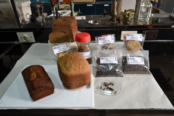 Evalúan el uso de insectos como alternativa de alimentación