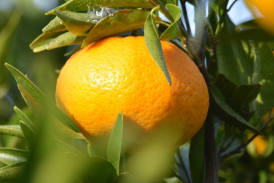 Con biotecnología obtienen mandarinas sin semillas
