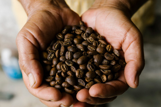 Café sustentable: Cómo reducir las emisiones de gases de efecto invernadero