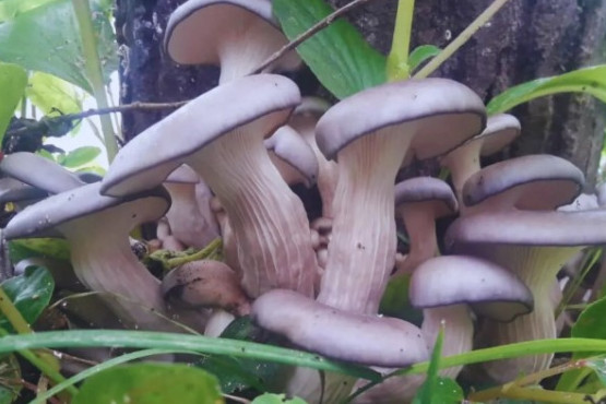 Impulsan la producción agroecológica de hongos comestibles y medicinales