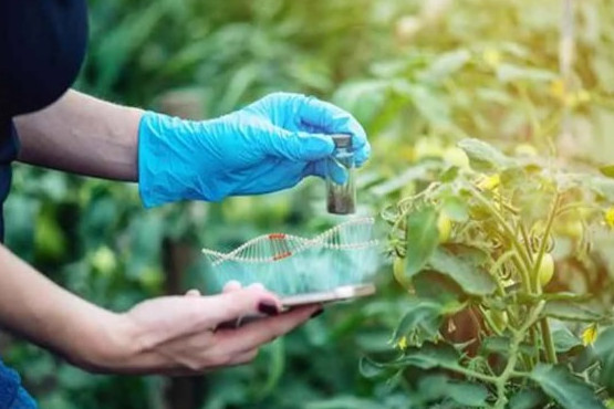 Nuevas técnicas genómicas: ¿Cómo pueden mejorar los sistemas alimentarios?