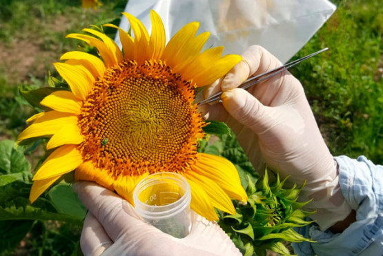 Girasol: revelan mecanismo para nuevas estrategias de mejoramiento genético