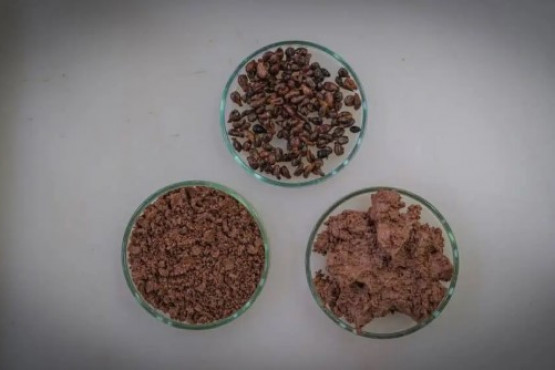 Nuevas grasas en alimentación: más saludables y sostenibles