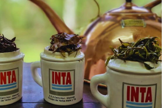 Otorgan sello de Indicación Geográfica a la producción de té