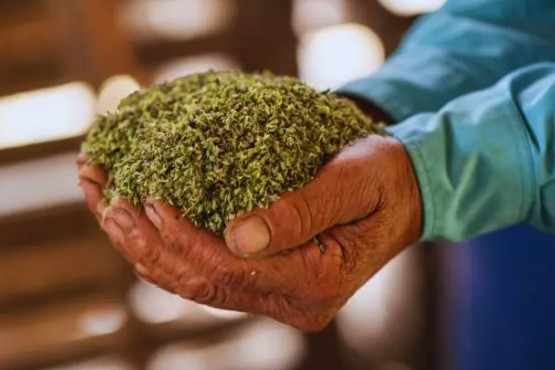 El orégano mendocino obtiene sello de calidad de origen