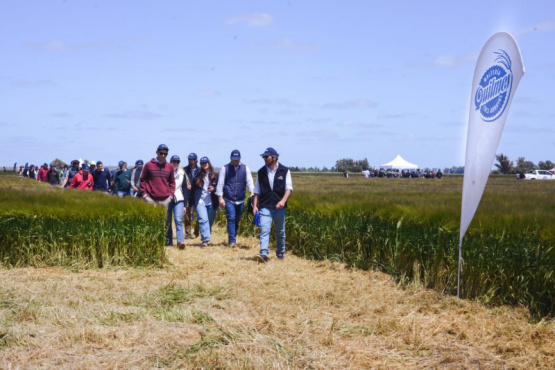 Cervecería y Maltería Quilmes presentó dos nuevas variedades de cebada