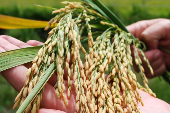 Presentan dos nuevas variedades de arroz adaptadas a los sistemas productivos nacionales