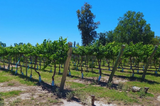 Presentan un protocolo para acelerar la transformación digital en el agro
