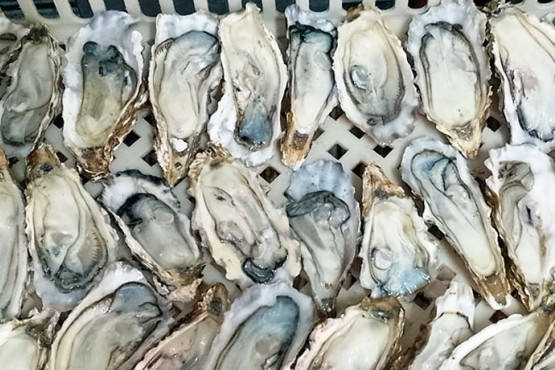 Elaboran la primera salsa de ostras nacional 