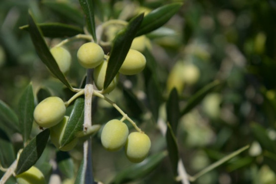 Incorporan al Código Alimentario Argentino nuevos ingredientes aptos para uso alimentario