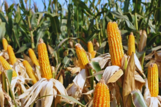 Los nanofertilizantes incrementan la productividad de los cultivos