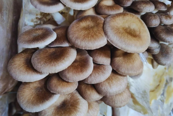 Desarrollan alimentos funcionales a partir de hongos comestibles 