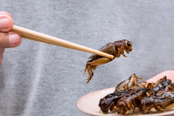 Destacan el papel de los insectos comestibles en la dieta