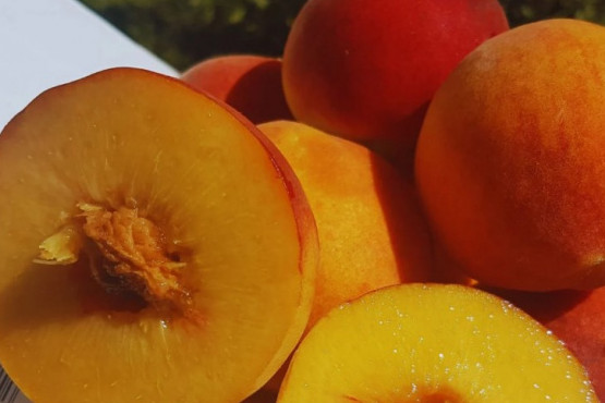 Tres nuevos cultivares de duraznero llegan al mercado