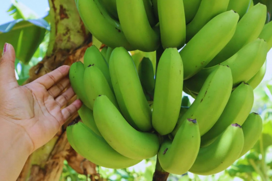 Transforman bananas de descarte en harina sin gluten