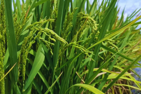 KIRA INTA: el arroz que conquista los mercados prémium del mundo