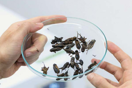 Desarrollan harina de insectos para aumentar el valor nutricional de los alimentos