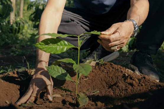 Nescafé obtiene más de la mitad de su café de productores que aplican agricultura regenerativa