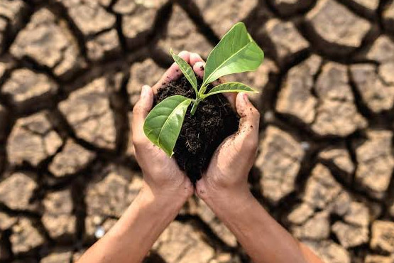 Una plataforma anticipa cómo cambiará la capacidad del planeta para producir alimentos