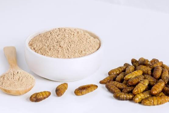 Proteínas de insectos, un cambio de rumbo hacia segmentos más especializados